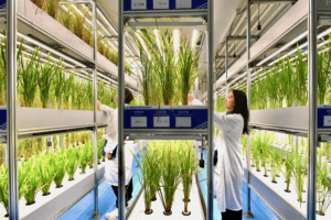 The Smart Path to Food Security